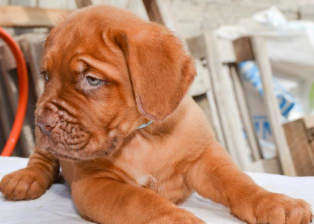 Dogue de Bordeaux de vanzare - Pret | Preturi Dogue de Bordeaux de vanzare