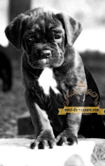 Catei Cane Corso de Vanzare din Linii de TOP! - Pret | Preturi Catei Cane Corso de Vanzare din Linii de TOP!