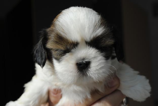 SHIH-TZU DE VANZARE - Pret | Preturi SHIH-TZU DE VANZARE