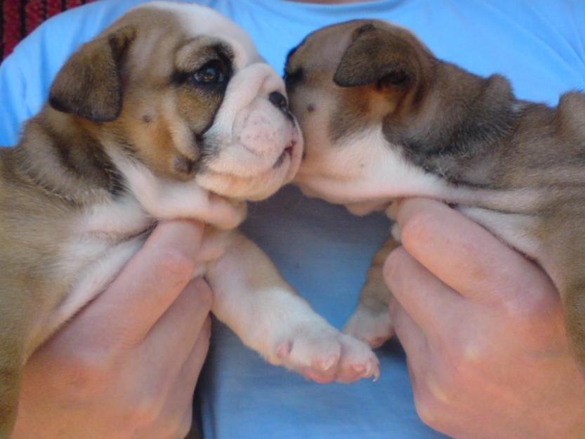 Vand catei Bulldog Englez cu pedigree, din parinti campioni, linie de show - Pret | Preturi Vand catei Bulldog Englez cu pedigree, din parinti campioni, linie de show