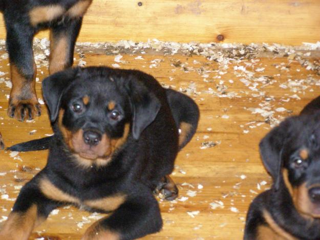 femela rottweiler - Pret | Preturi femela rottweiler