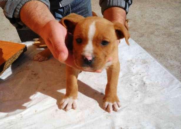 Vand pui Amstaff ( american staffordshire terrier) - Pret | Preturi Vand pui Amstaff ( american staffordshire terrier)