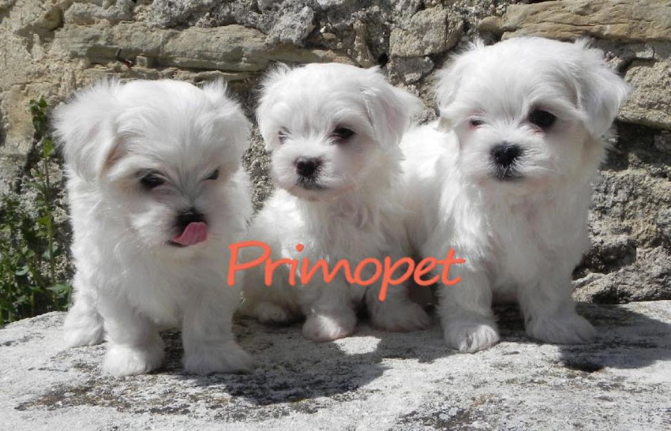 Bichon Maltez de Vanzare - Pret | Preturi Bichon Maltez de Vanzare