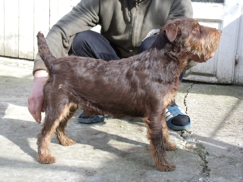 Jagd terrier pentru mistret - Pret | Preturi Jagd terrier pentru mistret