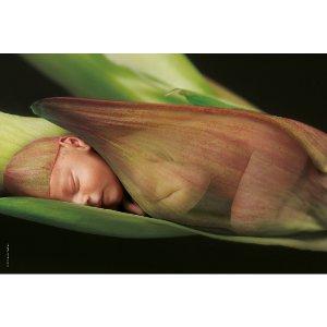 Puzzle Schmidt 500 Anne Geddes : Baby sleeping on red lily - Pret | Preturi Puzzle Schmidt 500 Anne Geddes : Baby sleeping on red lily