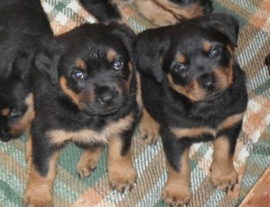 Vand pui vand pui de rottweiler - Pret | Preturi Vand pui vand pui de rottweiler