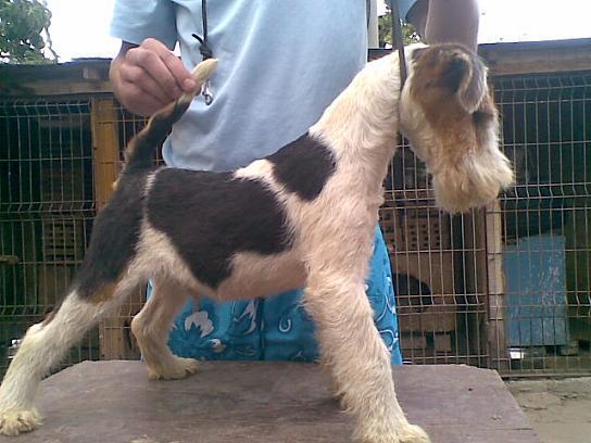 Fox Terrier Wire - Pret | Preturi Fox Terrier Wire