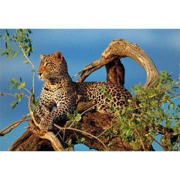 Puzzle Clementoni Jaguar (1000 piese) - Pret | Preturi Puzzle Clementoni Jaguar (1000 piese)