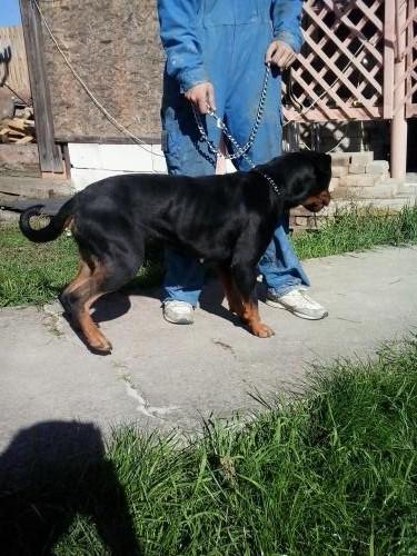 Vand URGENT femela rottweiller cuminte,jucausa - Pret | Preturi Vand URGENT femela rottweiller cuminte,jucausa