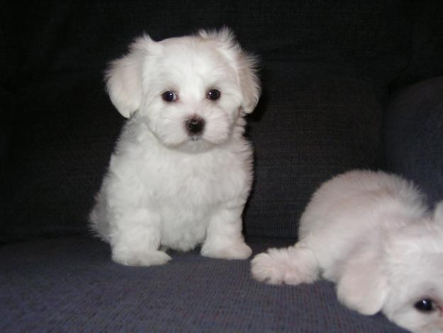 Bichon Maltez , Havanez , Shih-tzu , Beagle - Pret | Preturi Bichon Maltez , Havanez , Shih-tzu , Beagle