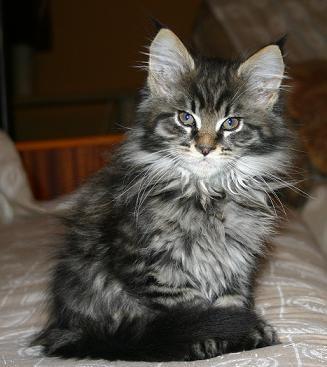 Vand pisoi Maine Coon - Pret | Preturi Vand pisoi Maine Coon