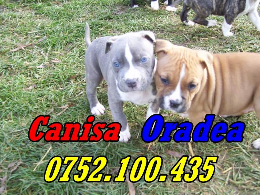 Vand catei rasa Amstaff 0752100435 - Pret | Preturi Vand catei rasa Amstaff 0752100435