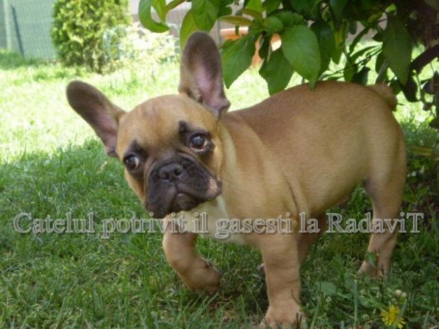 Bulldog Francez-catei de rasa pura - Pret | Preturi Bulldog Francez-catei de rasa pura