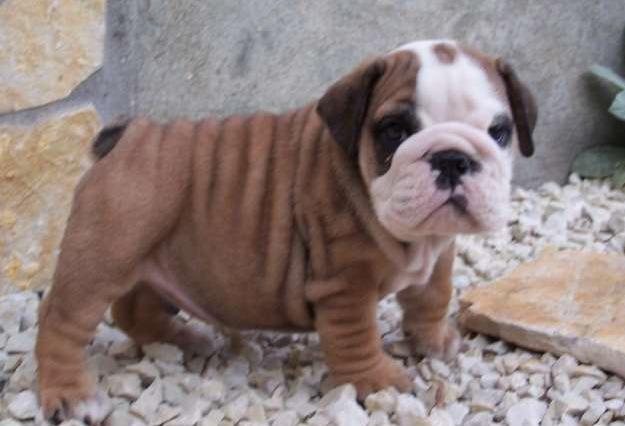 Vand catei Bulldog Englez - Pret | Preturi Vand catei Bulldog Englez