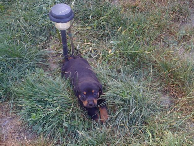 Vand pui Rottweiler - Pret | Preturi Vand pui Rottweiler