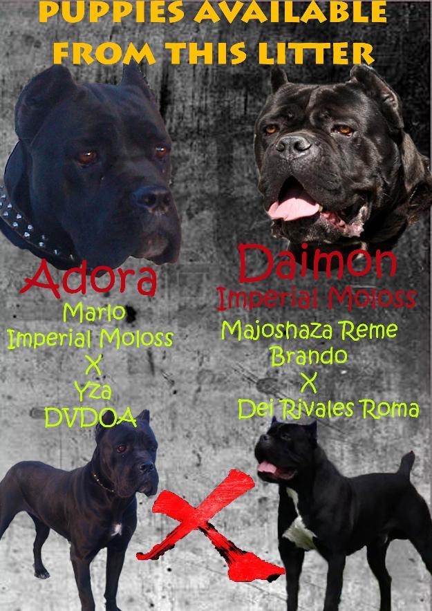 Vand pui Cane Corso de exceptie. - Pret | Preturi Vand pui Cane Corso de exceptie.