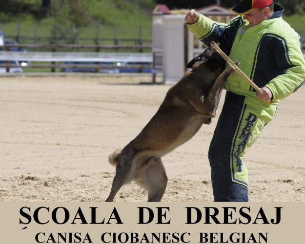 Pui Ciobanesc Belgian Malinois de vanzare !!! SUPEEER PRET!!!! SUPER PARINTI !!! - Pret | Preturi Pui Ciobanesc Belgian Malinois de vanzare !!! SUPEEER PRET!!!! SUPER PARINTI !!!