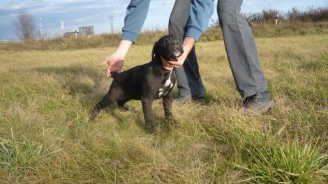 Cane Corso - Pret | Preturi Cane Corso