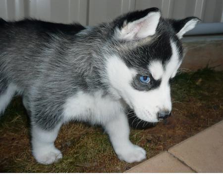 Husky-little-demon! - Pret | Preturi Husky-little-demon!