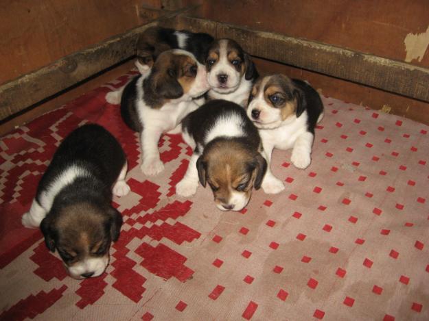 CATEI BEAGLE 150 EURO - Pret | Preturi CATEI BEAGLE 150 EURO