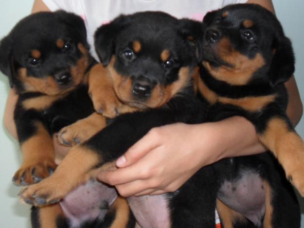 Oferta Rottweiler - Pret | Preturi Oferta Rottweiler