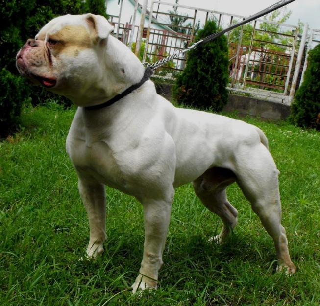 Vand catei Bulldog American - Pret | Preturi Vand catei Bulldog American