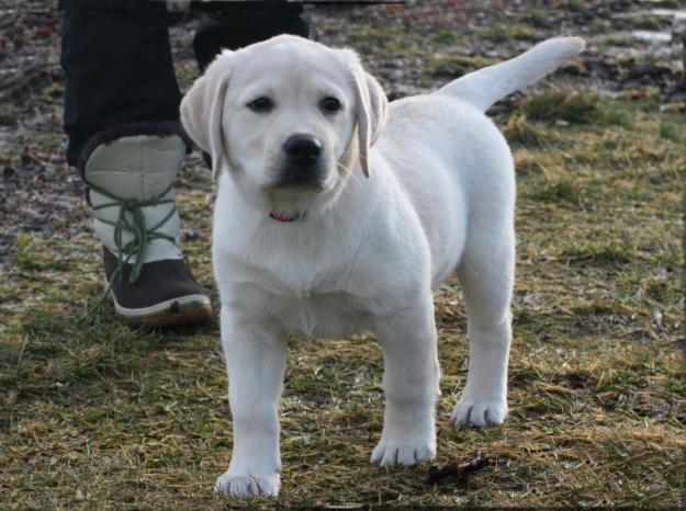 Labrador de vanzare - Pret | Preturi Labrador de vanzare