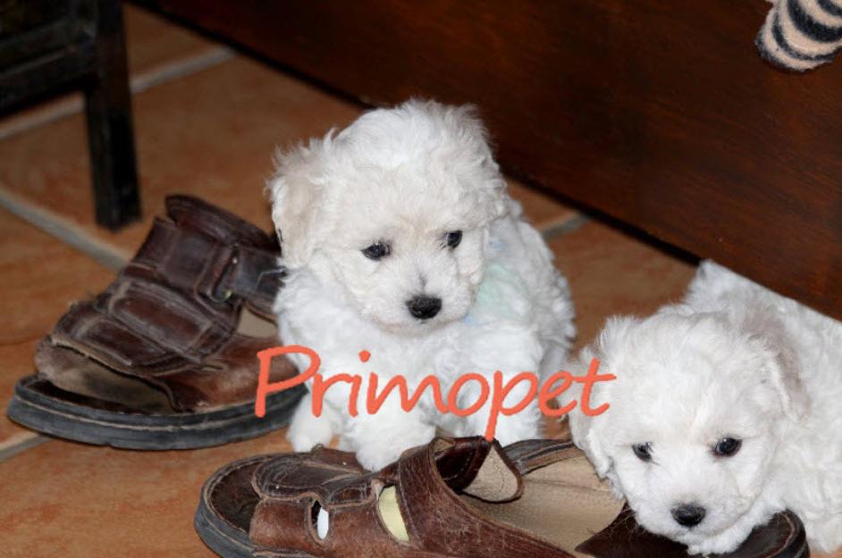 Bichon Frise de Vanzare - Pret | Preturi Bichon Frise de Vanzare