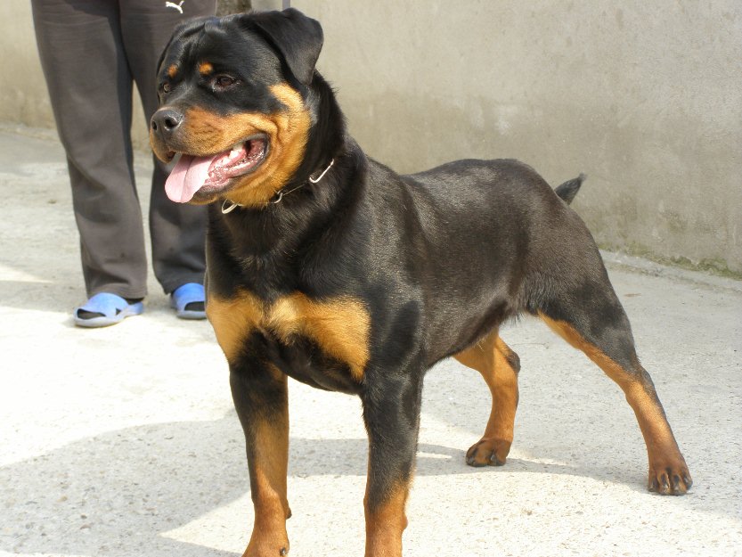 rottweiler de calitate ireprosabila - Pret | Preturi rottweiler de calitate ireprosabila