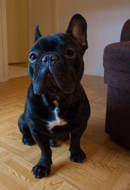 Vand pui Bulldog Francez - Pret | Preturi Vand pui Bulldog Francez