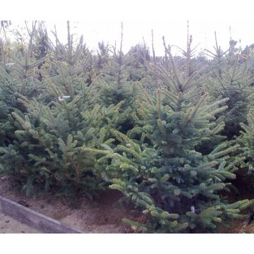 Brad argintiu (Picea Pungens Glauca) - Pret | Preturi Brad argintiu (Picea Pungens Glauca)