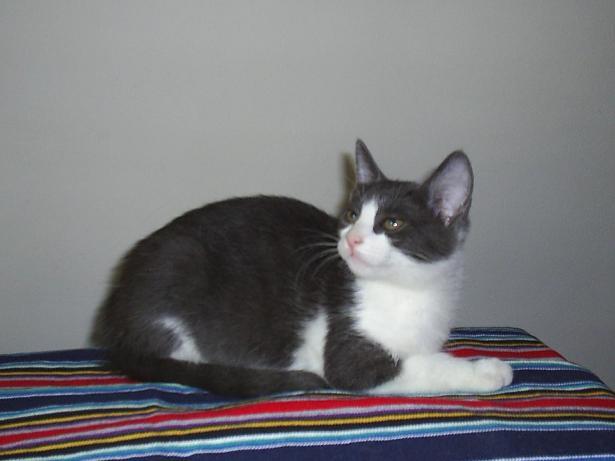 natasha, pisicuta gri cu alb, 2 luni - Pret | Preturi natasha, pisicuta gri cu alb, 2 luni