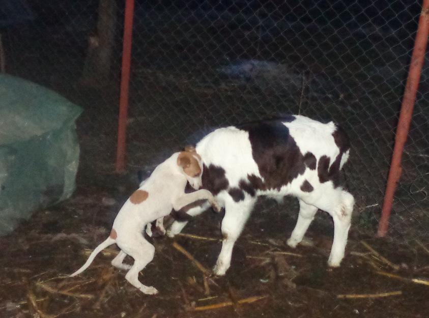 Catel ogar mascul 4 luni - Pret | Preturi Catel ogar mascul 4 luni