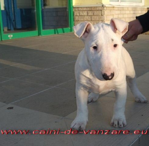 Bull terrier de vanzare - Pret | Preturi Bull terrier de vanzare