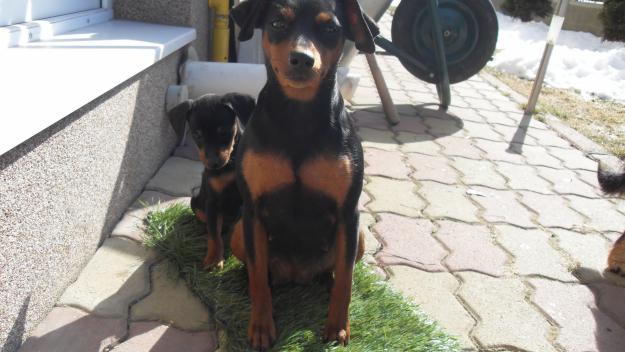 Vand PINSCHER PITIC - Pret | Preturi Vand PINSCHER PITIC