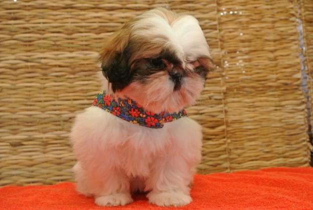 Vand SHIH-TZU REAL . - Pret | Preturi Vand SHIH-TZU REAL .