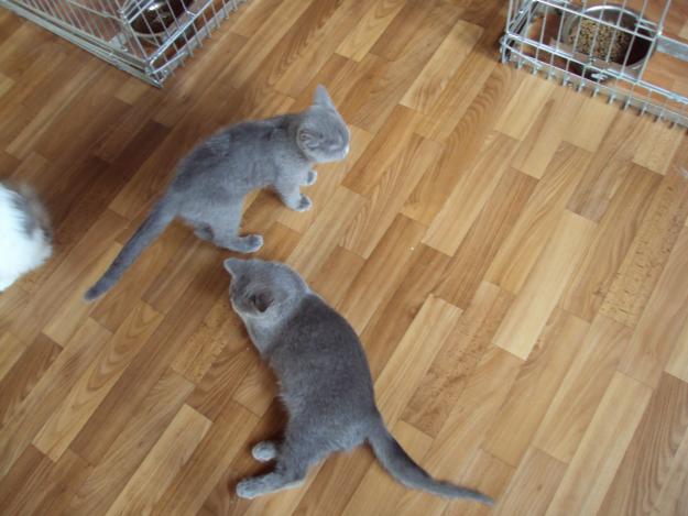 pisici persane, british shorthair de vanzare - Pret | Preturi pisici persane, british shorthair de vanzare