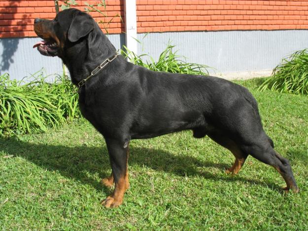 rottweiler - Pret | Preturi rottweiler