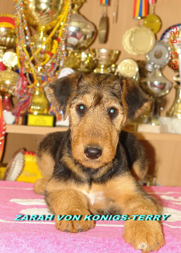 catelusa airedale terrier calitate deosebita - Pret | Preturi catelusa airedale terrier calitate deosebita