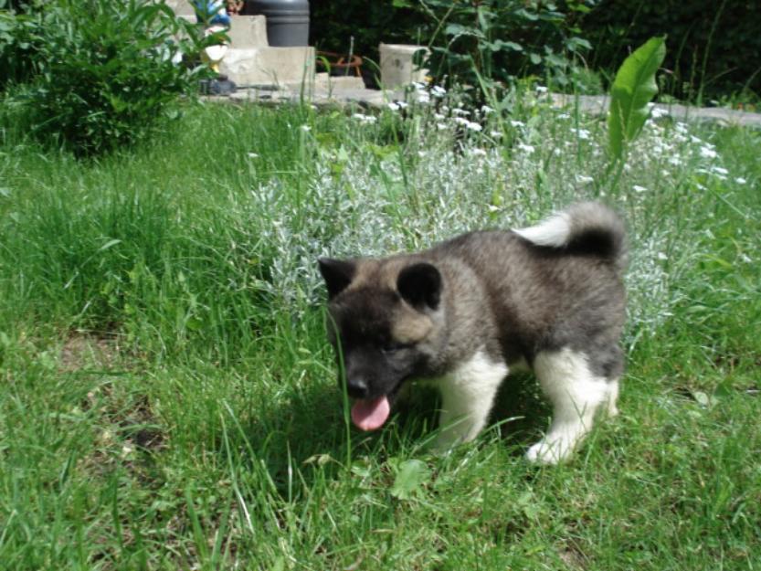 Pui akita american de vanzare exemplare superbe! - Pret | Preturi Pui akita american de vanzare exemplare superbe!