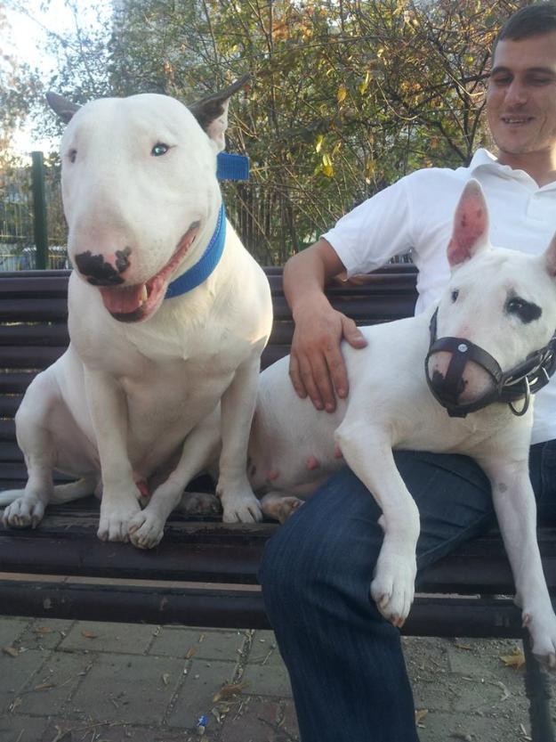 cateii bull terrier de vanzare - Pret | Preturi cateii bull terrier de vanzare