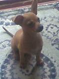 Pinscher Pitic - Pret | Preturi Pinscher Pitic