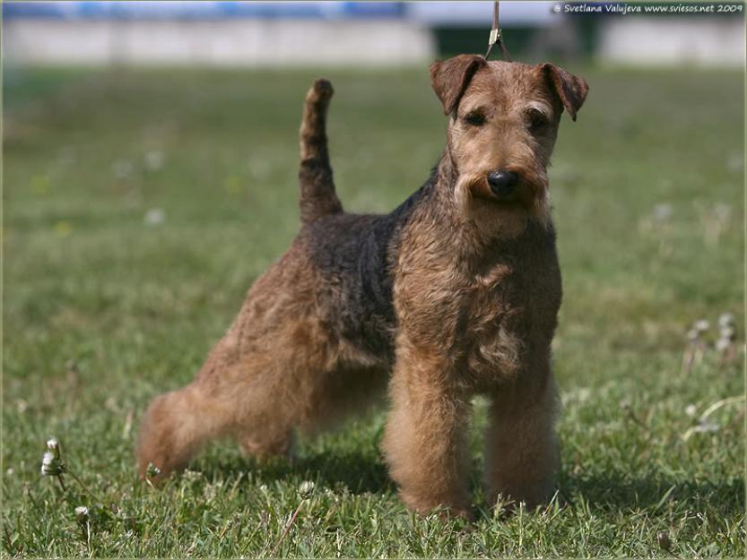 welsh terrier similar foxterrier - Pret | Preturi welsh terrier similar foxterrier