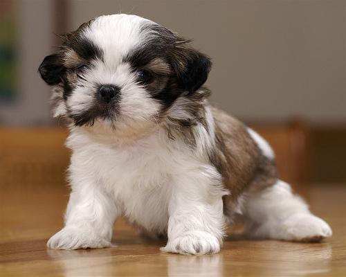 Shih Tzu căţeluş - Pret | Preturi Shih Tzu căţeluş