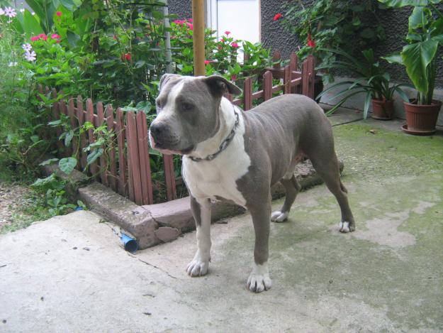 catei pitbull - Pret | Preturi catei pitbull