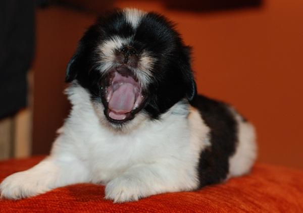 vand shih tzu rasa pura - Pret | Preturi vand shih tzu rasa pura