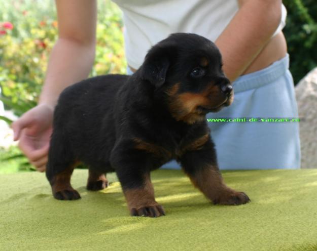 Rottweiler de vanzare - Talie Mare - Foarte Robusti - pt Paza - Pret | Preturi Rottweiler de vanzare - Talie Mare - Foarte Robusti - pt Paza