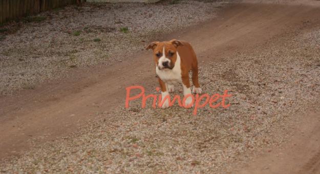 Catelusi Amstaff de Vanzare - Pret | Preturi Catelusi Amstaff de Vanzare