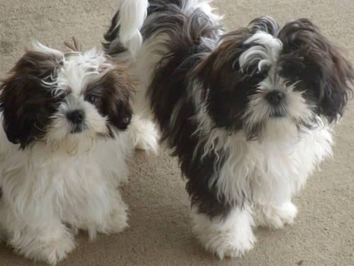 Shih-Tzu - Pret | Preturi Shih-Tzu