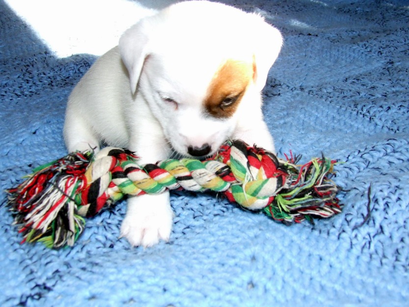 Vand Jack Russell Terrier - Pret | Preturi Vand Jack Russell Terrier